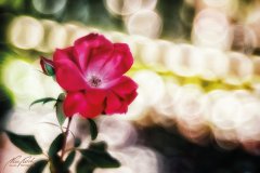 Rn101542807-Rosenblüte im Lichtertanz